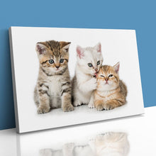 Load image into Gallery viewer, Three Kittens Cats Cute
