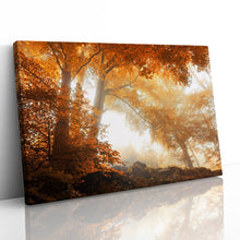 Load image into Gallery viewer, Sunlight through Autumn Trees Forest
