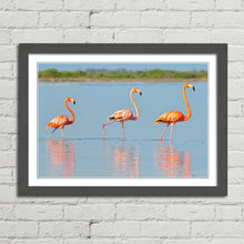 Load image into Gallery viewer, Flamingo in Rio Lagardos Mexico
