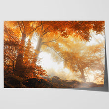 Load image into Gallery viewer, Sunlight through Autumn Trees Forest
