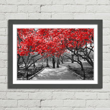 Load image into Gallery viewer, Red Trees Central Park New York
