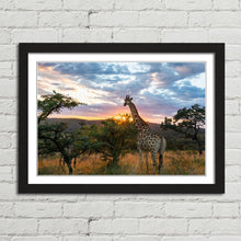 Load image into Gallery viewer, Giraffe on African Plains at Sunrise
