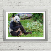 Load image into Gallery viewer, Giant Panda in China
