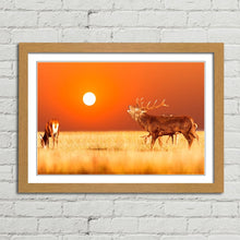 Load image into Gallery viewer, Red Deer Stag at Sunset
