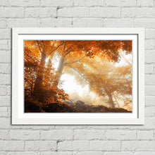 Load image into Gallery viewer, Sunlight through Autumn Trees Forest
