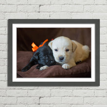 Load image into Gallery viewer, Cute Labrador Puppies Close Up
