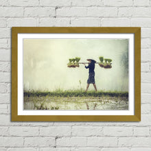 Load image into Gallery viewer, Farmer Rice in Rainy Season Vietnam
