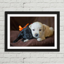 Load image into Gallery viewer, Cute Labrador Puppies Close Up
