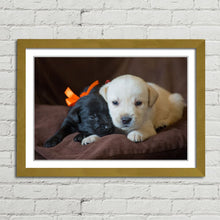 Load image into Gallery viewer, Cute Labrador Puppies Close Up
