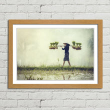 Load image into Gallery viewer, Farmer Rice in Rainy Season Vietnam
