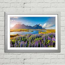 Load image into Gallery viewer, Flowers in Bloom at Stokksnes Iceland
