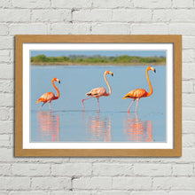 Load image into Gallery viewer, Flamingo in Rio Lagardos Mexico
