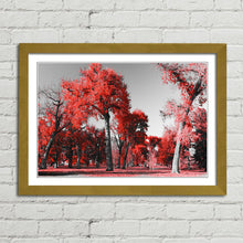 Load image into Gallery viewer, Red Trees in Central Park New York
