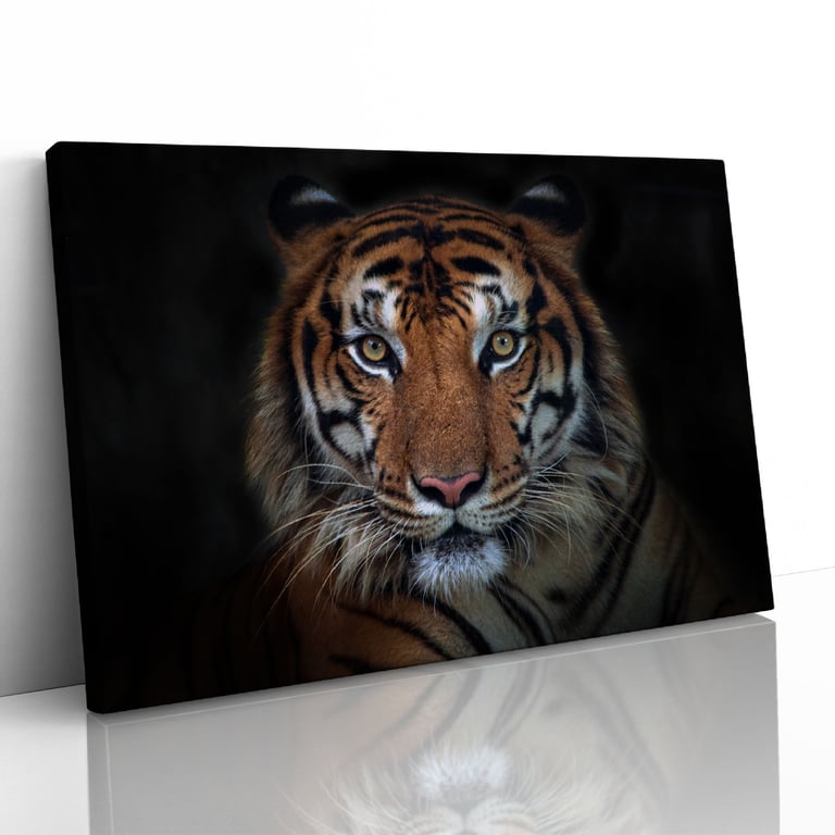 Sumatran Tiger Staring