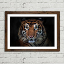 Load image into Gallery viewer, Sumatran Tiger Staring
