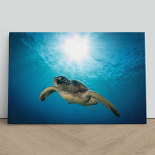 Load image into Gallery viewer, Green Sea Turtle on Maui Reef
