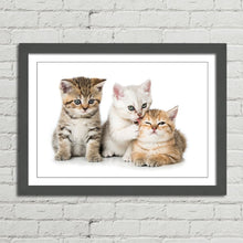 Load image into Gallery viewer, Three Kittens Cats Cute
