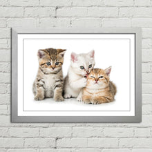 Load image into Gallery viewer, Three Kittens Cats Cute
