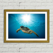 Load image into Gallery viewer, Green Sea Turtle on Maui Reef
