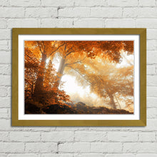 Load image into Gallery viewer, Sunlight through Autumn Trees Forest
