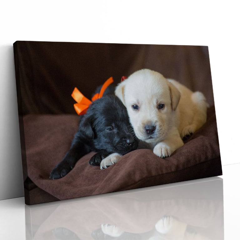 Cute Labrador Puppies Close Up