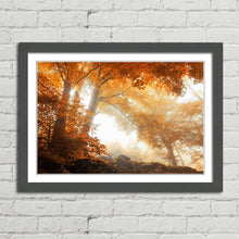 Load image into Gallery viewer, Sunlight through Autumn Trees Forest
