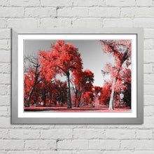 Load image into Gallery viewer, Red Trees in Central Park New York
