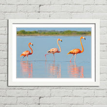 Load image into Gallery viewer, Flamingo in Rio Lagardos Mexico
