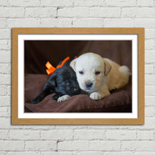 Load image into Gallery viewer, Cute Labrador Puppies Close Up
