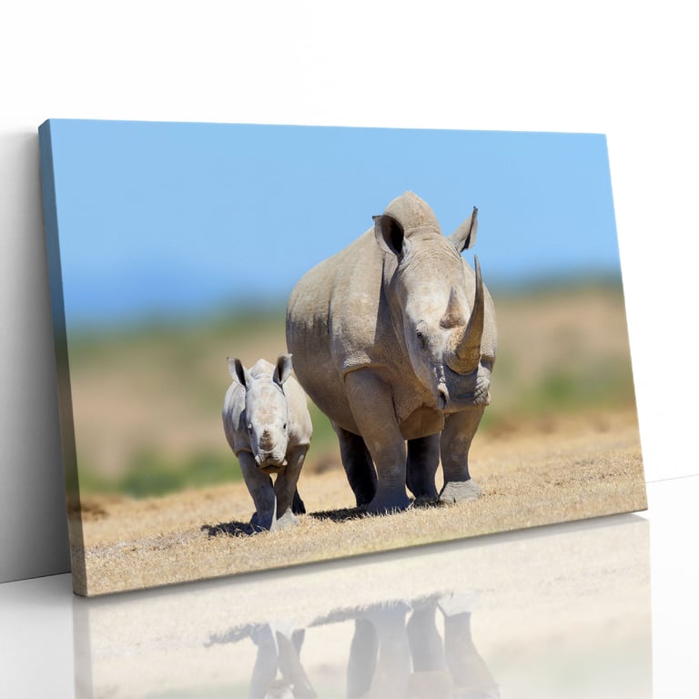 White Rhinoceros Baby