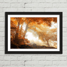 Load image into Gallery viewer, Sunlight through Autumn Trees Forest
