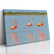 Load image into Gallery viewer, Flamingo in Rio Lagardos Mexico
