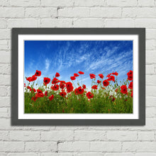 Load image into Gallery viewer, Red Poppies in Field
