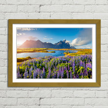 Load image into Gallery viewer, Flowers in Bloom at Stokksnes Iceland
