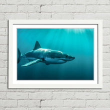 Load image into Gallery viewer, Great White Shark Jaws
