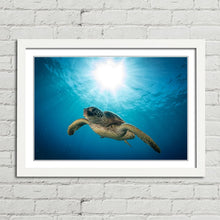 Load image into Gallery viewer, Green Sea Turtle on Maui Reef
