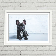 Load image into Gallery viewer, French Bulldog Puppy Cute Pet
