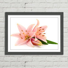 Load image into Gallery viewer, Pink Lillies Flowers
