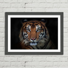 Load image into Gallery viewer, Sumatran Tiger Staring
