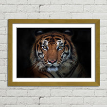 Load image into Gallery viewer, Sumatran Tiger Staring
