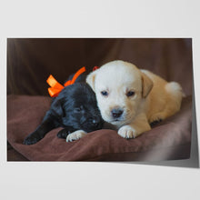 Load image into Gallery viewer, Cute Labrador Puppies Close Up
