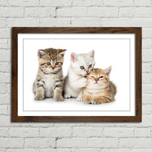 Load image into Gallery viewer, Three Kittens Cats Cute
