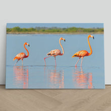 Load image into Gallery viewer, Flamingo in Rio Lagardos Mexico
