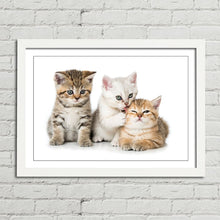 Load image into Gallery viewer, Three Kittens Cats Cute
