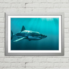 Load image into Gallery viewer, Great White Shark Jaws
