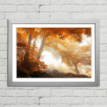 Load image into Gallery viewer, Sunlight through Autumn Trees Forest
