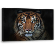 Load image into Gallery viewer, Sumatran Tiger Staring Portrait Sumatra Large Canvas Wall Art Picture Print
