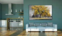 Load image into Gallery viewer, Large Tree Yellow Leaves New York Nature Canvas Wall Art Picture Print
