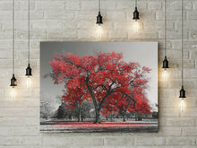 Load image into Gallery viewer, Large Tree Red Leaves New York Nature Canvas Wall Art Picture Print Black White
