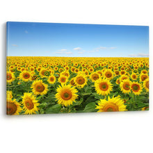 Load image into Gallery viewer, Yellow Sunflowers in a Field Large Canvas Wall Art Picture Print Flowers
